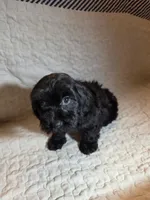 Raven, a female Cavapoo for sale in Lexington, TN – 5 of 5