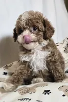 Ripkin, a male Cavapoo for sale in Lexington, TN – 3 of 4