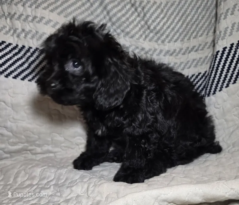 Pepper – Cavapoo puppy for sale in Lexington, TN