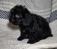 Pepper, a female Cavapoo for sale in Lexington, TN – 1 of 3