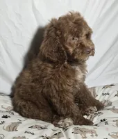 Big Red , a male Cavapoo for sale in Lexington, TN – 2 of 4