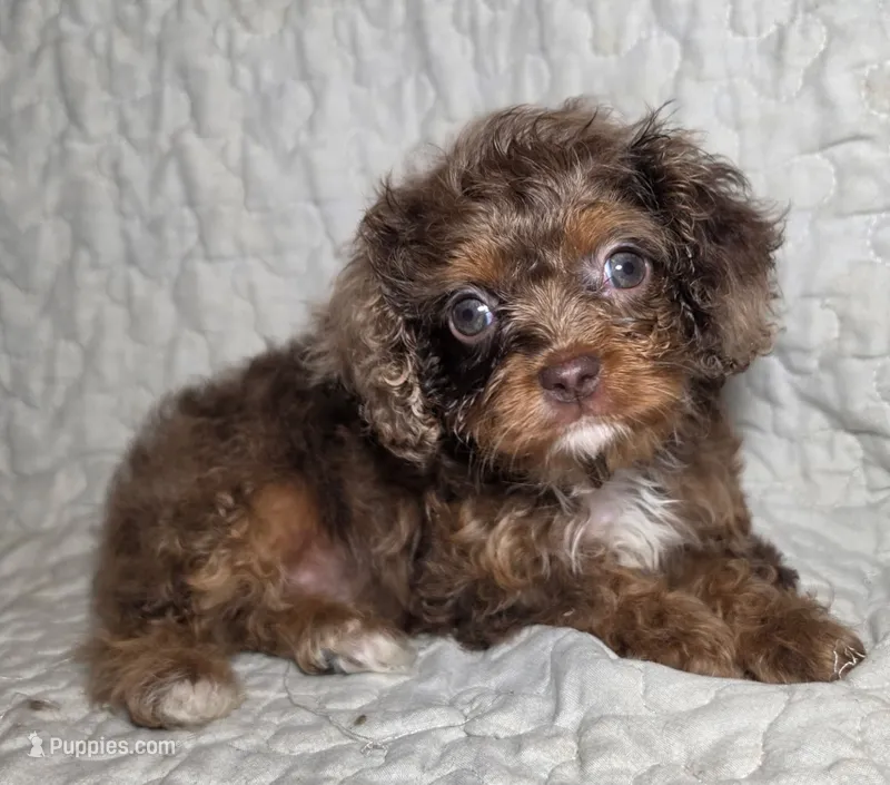 Harley Davey – Cavapoo puppy for sale in Lexington, TN