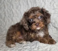 Harley Davey, a female Cavapoo for sale in Lexington, TN – 1 of 2