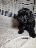 Pepper, a female Cavapoo for sale in Lexington, TN – 2 of 3