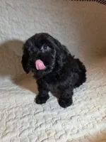 Raven, a female Cavapoo for sale in Lexington, TN – 4 of 5