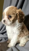 Frappe, a female Cavapoo for sale in Lexington, TN – 3 of 4