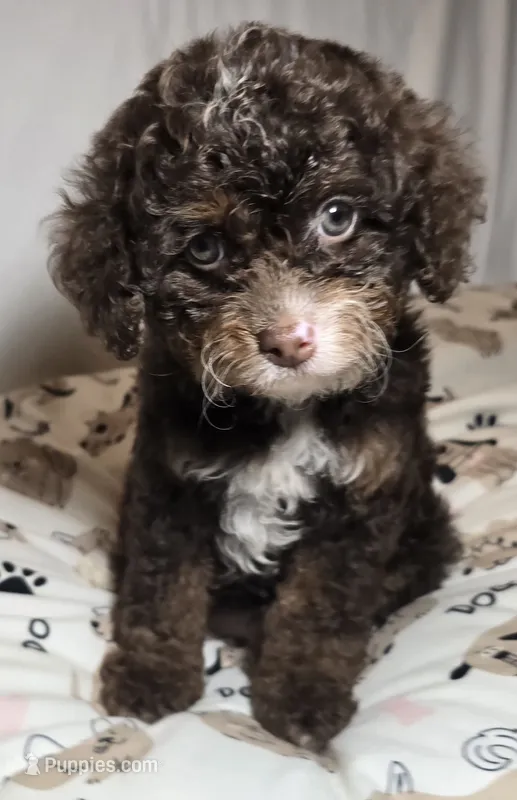 Cocoa – Cavapoo puppy for sale in Lexington, TN