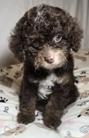 Cocoa, a female Cavapoo for sale in Lexington, TN – 1 of 3