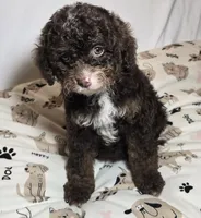 Cocoa, a female Cavapoo for sale in Lexington, TN – 3 of 3