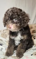 Cocoa, a female Cavapoo for sale in Lexington, TN – 2 of 3
