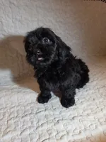 Raven, a female Cavapoo for sale in Lexington, TN – 2 of 5