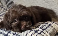 Cocoa, a female Cavapoo for sale in Lexington, TN – 6 of 6