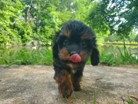 Rocky, a male Cavapoo for sale in Lexington, TN – 3 of 3