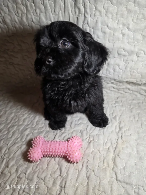 Raven – Cavapoo puppy for sale in Lexington, TN