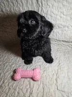 Raven, a female Cavapoo for sale in Lexington, TN – 1 of 5