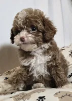 Ripkin, a male Cavapoo for sale in Lexington, TN – 4 of 4