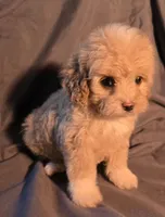 Buffy, a female Cavapoo for sale in Lexington, TN – 3 of 3