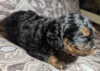 Rocky, a male Cavapoo for sale in Lexington, TN – 1 of 3