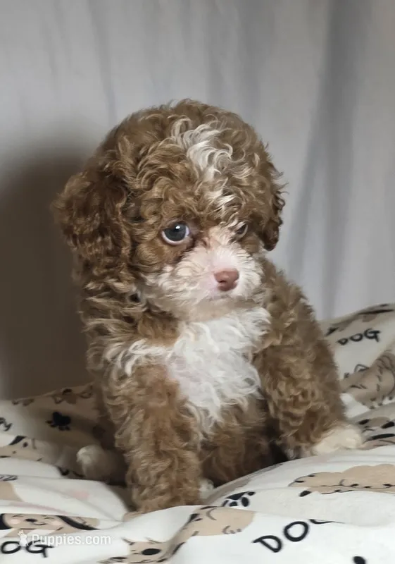 Ripkin – Cavapoo puppy for sale in Lexington, TN