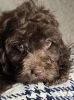 Dutch, a male Cavapoo for sale in Lexington, TN – 2 of 2