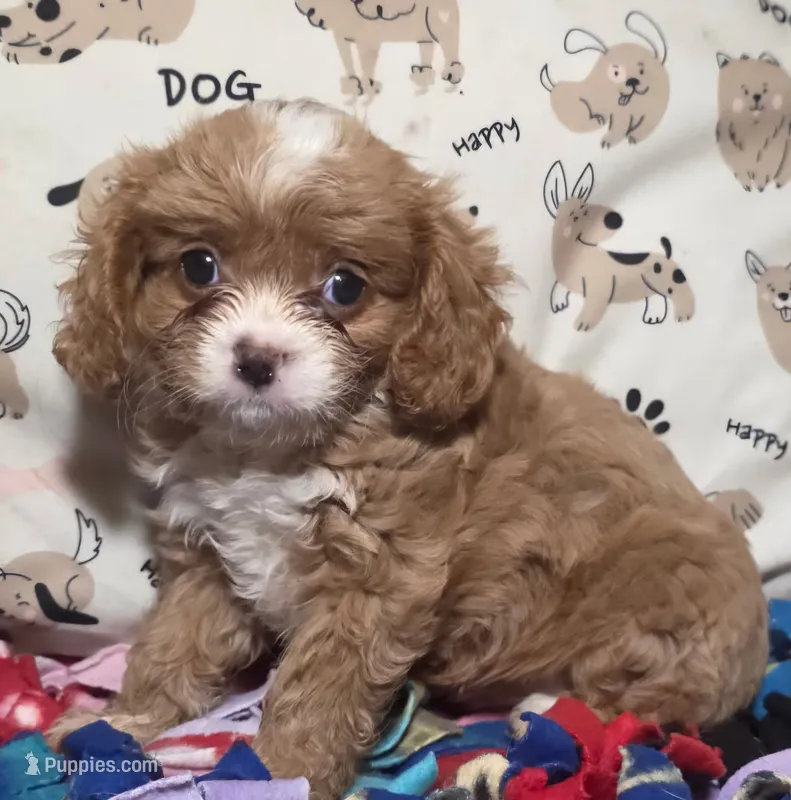 Ginger – Cavapoo puppy for sale in Lexington, TN
