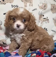 Ginger, a female Cavapoo for sale in Lexington, TN – 1 of 2