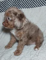 Harley-Quinn, a female Cavapoo for sale in Lexington, TN – 2 of 2