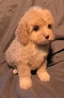 Buffy, a female Cavapoo for sale in Lexington, TN – 1 of 3