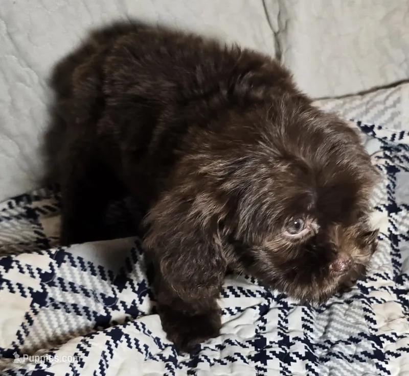 Cocoa – Cavapoo puppy for sale in Lexington, TN