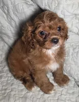 Ruby, a female Cavapoo for sale in Lexington, TN – 3 of 4