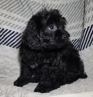 Pepper, a female Cavapoo for sale in Lexington, TN – 3 of 3