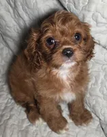 Ruby, a female Cavapoo for sale in Lexington, TN – 2 of 4