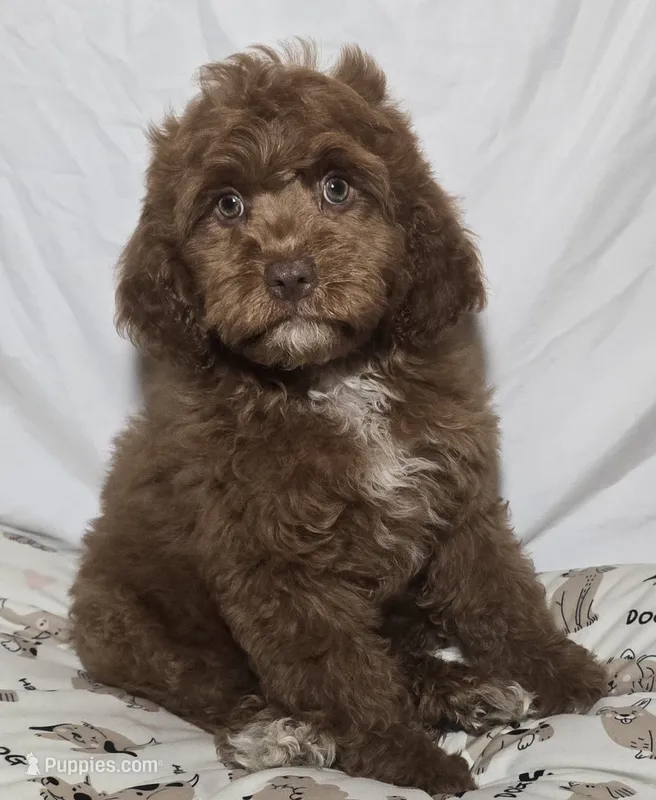 Big Red  – Cavapoo puppy for sale in Lexington, TN