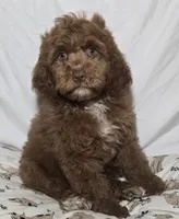 Big Red , a male Cavapoo for sale in Lexington, TN – 1 of 4
