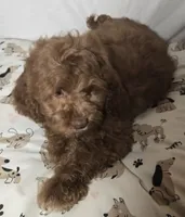Big Red , a male Cavapoo for sale in Lexington, TN – 3 of 4