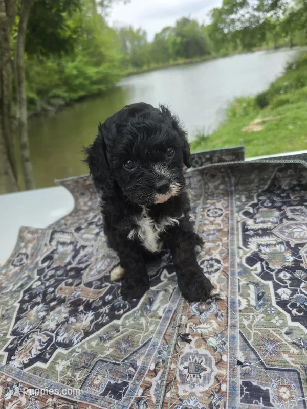 Snoopy – Cavapoo puppy for sale in Lexington, TN
