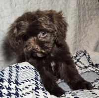 Cocoa, a female Cavapoo for sale in Lexington, TN – 5 of 6