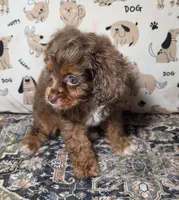 Harley, a male Cavapoo for sale in Lexington, TN – 3 of 3