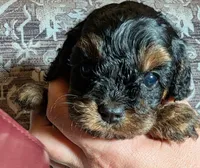 Rocky, a male Cavapoo for sale in Lexington, TN – 3 of 3