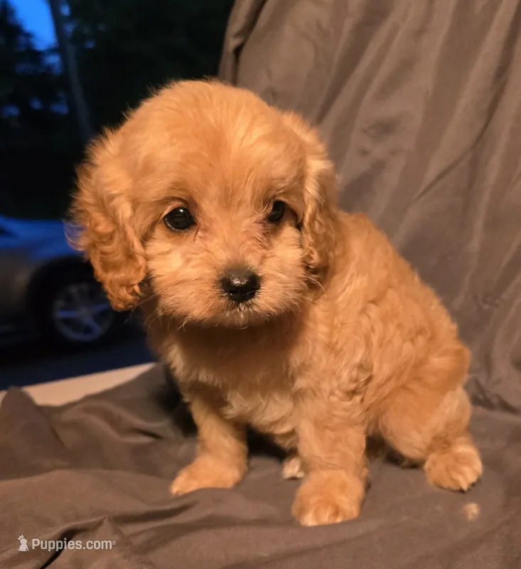 Cinnamon – Cavapoo puppy for sale in Lexington, TN