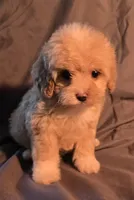 Buffy, a female Cavapoo for sale in Lexington, TN – 2 of 3