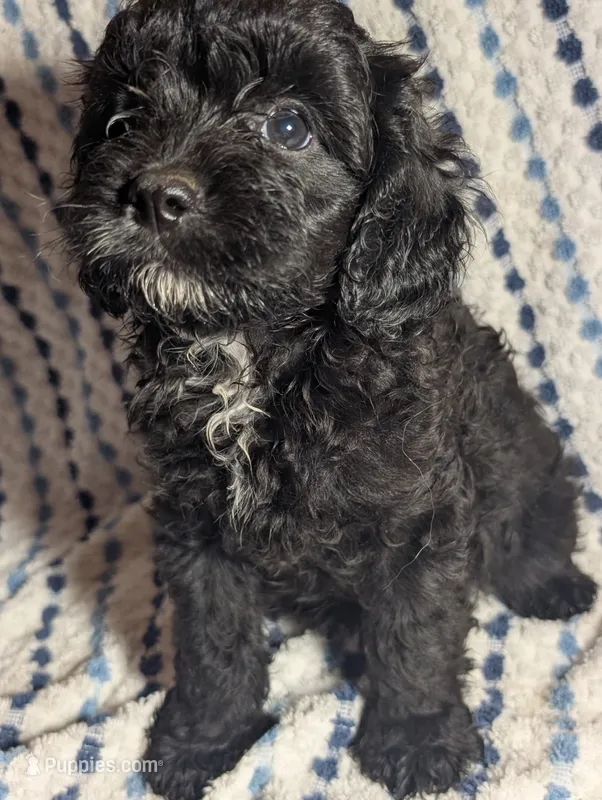 Smokey – Cavapoo puppy for sale in Lexington, TN