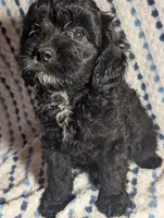 Smokey, a male Cavapoo for sale in Lexington, TN – 1 of 4