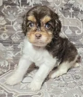 Latte, a female Cavapoo for sale in Lexington, TN – 3 of 4