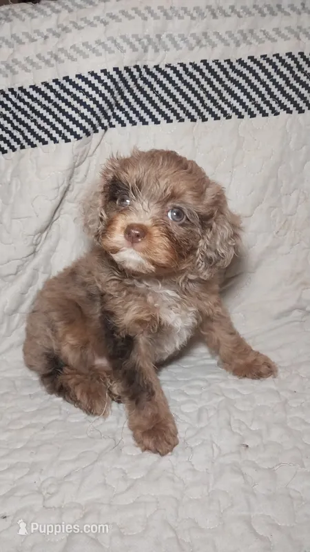 Harley-Quinn – Cavapoo puppy for sale in Lexington, TN