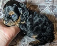 Rocky, a male Cavapoo for sale in Lexington, TN – 2 of 3