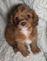 Ruby, a female Cavapoo for sale in Lexington, TN – 4 of 4