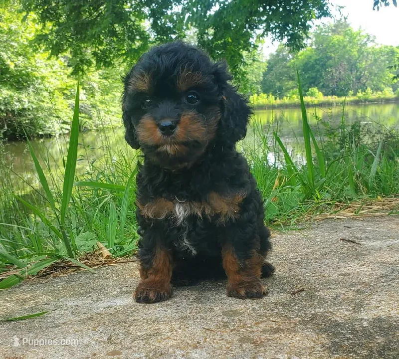Rocky – Cavapoo puppy for sale in Lexington, TN