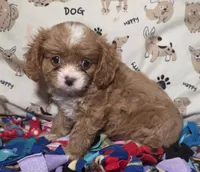 Ginger, a female Cavapoo for sale in Lexington, TN – 2 of 2