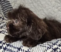 Cocoa, a female Cavapoo for sale in Lexington, TN – 2 of 6